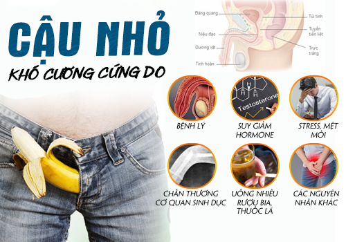 nguyên nhân dương vật khó cương cứng